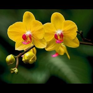 Meet your Posher, Robin